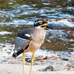 Esacus magnirostris (Beach Stone-curlew) at Slade Point, QLD - 28 Feb 2023 by Petesteamer