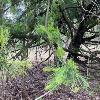 Exocarpos cupressiformis (Cherry Ballart) at Hall, ACT - 20 Feb 2024 by Rosie