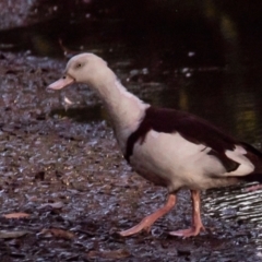 Radjah radjah (Radjah Shelduck) at Slade Point, QLD - 28 Feb 2023 by Petesteamer