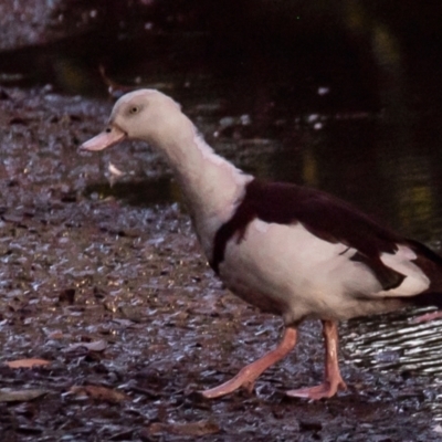 Radjah radjah (Radjah Shelduck) at Slade Point, QLD - 28 Feb 2023 by Petesteamer