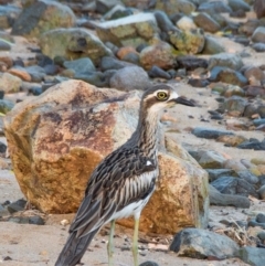 Burhinus grallarius (Bush Stone-curlew) at Slade Point, QLD - 28 Feb 2023 by Petesteamer