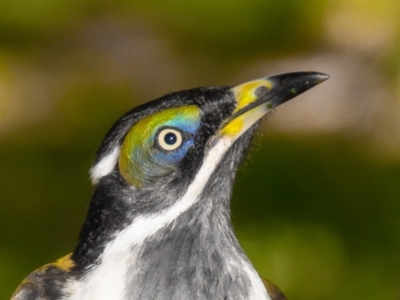 Entomyzon cyanotis (Blue-faced Honeyeater) at Slade Point, QLD - 28 Feb 2023 by Petesteamer