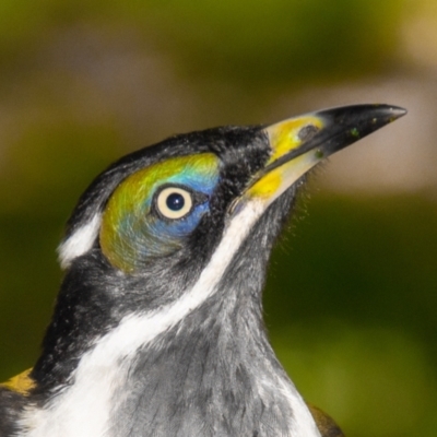 Entomyzon cyanotis (Blue-faced Honeyeater) at Slade Point, QLD - 28 Feb 2023 by Petesteamer