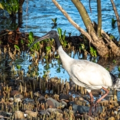 Threskiornis molucca (Australian White Ibis) at Slade Point, QLD - 1 Mar 2023 by Petesteamer