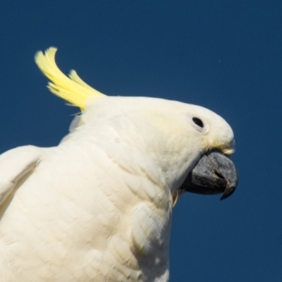 Cacatua galerita (Sulphur-crested Cockatoo) at Slade Point, QLD - 28 Feb 2023 by Petesteamer