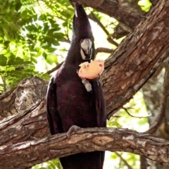 Calyptorhynchus banksii (Red-tailed Black-cockatoo) at Slade Point, QLD - 28 Feb 2023 by Petesteamer