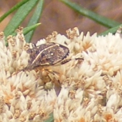 Oncocoris geniculatus (A shield bug) at Kambah, ACT - 20 Feb 2024 by MichaelMulvaney