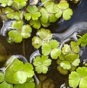 Hydrocotyle rivularis at Mt Holland - 19 Feb 2024 10:50 AM