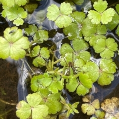 Hydrocotyle rivularis at Mt Holland - 19 Feb 2024 10:50 AM