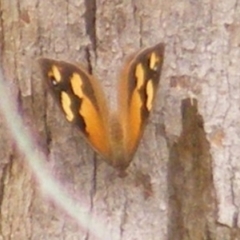 Heteronympha merope (Common Brown Butterfly) at Kambah, ACT - 20 Feb 2024 by MichaelMulvaney