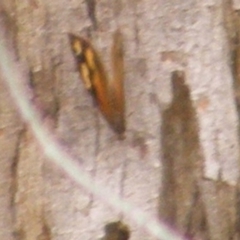 Heteronympha merope at Mount Taylor NR (MTN) - 20 Feb 2024 12:55 PM