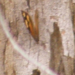 Heteronympha merope at Mount Taylor NR (MTN) - 20 Feb 2024 12:55 PM