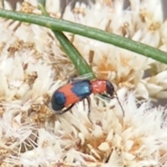 Dicranolaius bellulus (Red and Blue Pollen Beetle) at Kambah, ACT - 20 Feb 2024 by MichaelMulvaney