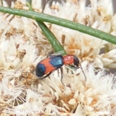 Dicranolaius bellulus (Red and Blue Pollen Beetle) at Mount Taylor - 20 Feb 2024 by MichaelMulvaney