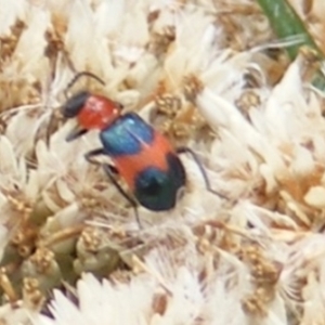 Dicranolaius bellulus at Mount Taylor NR (MTN) - 20 Feb 2024