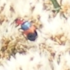 Dicranolaius bellulus at Mount Taylor NR (MTN) - 20 Feb 2024