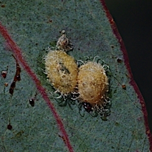 Glycaspis sp. (genus) at Throsby, ACT - 18 Feb 2024