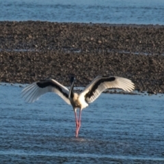 Ephippiorhynchus asiaticus (Black-necked Stork) at Slade Point, QLD - 11 Jul 2020 by Petesteamer