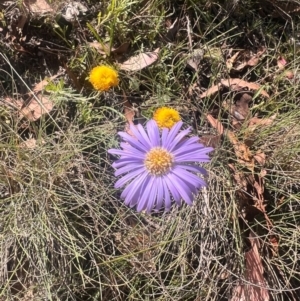 Brachyscome spathulata at Namadgi National Park - 17 Feb 2024