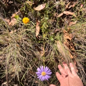 Brachyscome spathulata at Namadgi National Park - 17 Feb 2024