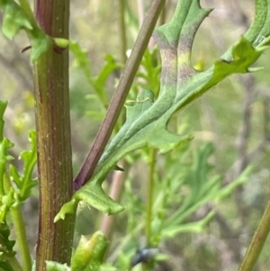 Senecio hispidulus at Mt Holland - 19 Feb 2024 11:00 AM