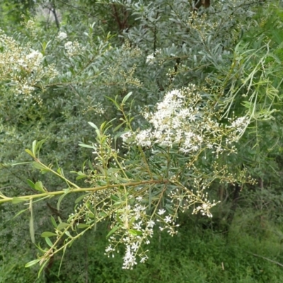 Bursaria spinosa subsp. lasiophylla (Australian Blackthorn) at Moollattoo, NSW - 19 Feb 2024 by plants