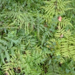 Pteris tremula (Tender Brake) at Moollattoo, NSW - 19 Feb 2024 by plants