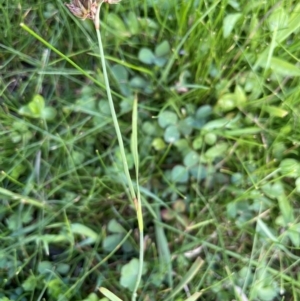 Juncus falcatus at Mt Holland - 19 Feb 2024 11:30 AM