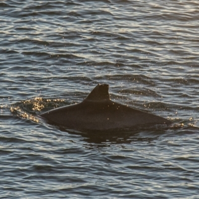 Tursiops truncatus (Bottlenose Dolphin) at Slade Point, QLD - 17 Aug 2020 by Petesteamer