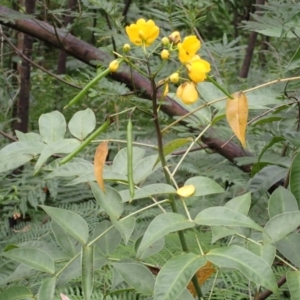 Senna septemtrionalis at Moollattoo, NSW - 19 Feb 2024 11:22 AM
