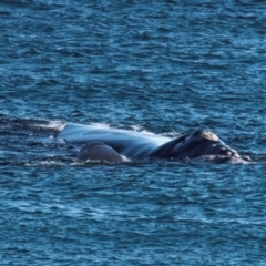 Unidentified Sea Mammal at Slade Point, QLD - 11 Jul 2021 by Petesteamer