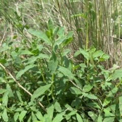 Atriplex semibaccata (Creeping Saltbush) at Corrowong, NSW - 11 Dec 2023 by MelitaMilner