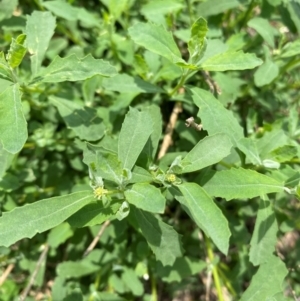 Atriplex semibaccata at Black Flat at Corrowong - 11 Dec 2023