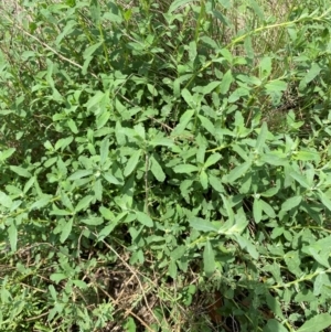 Atriplex semibaccata at Black Flat at Corrowong - 11 Dec 2023