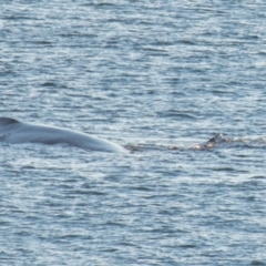 Megaptera novaeangliae at Slade Point, QLD - 16 Aug 2020 by Petesteamer