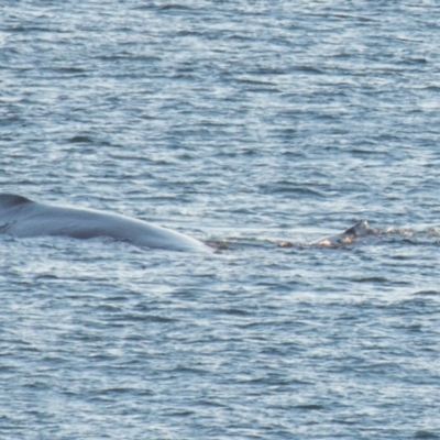 Megaptera novaeangliae at Slade Point, QLD - 16 Aug 2020 by Petesteamer