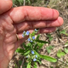 Cynoglossum australe (Australian Forget-me-not) at Corrowong, NSW - 11 Dec 2023 by MelitaMilner