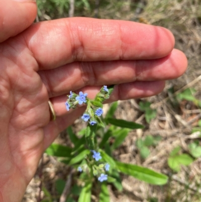 Cynoglossum australe (Australian Forget-me-not) at Black Flat at Corrowong - 11 Dec 2023 by MelitaMilner