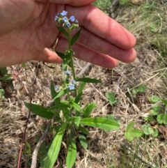 Cynoglossum australe at Black Flat at Corrowong - 11 Dec 2023 01:05 PM