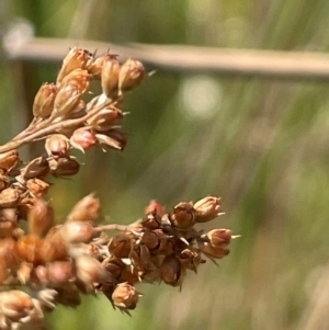 Juncus alexandri subsp. alexandri at Mt Holland - 19 Feb 2024