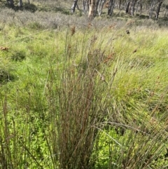 Juncus alexandri subsp. alexandri at Mt Holland - 19 Feb 2024