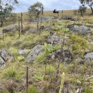 Cymbopogon refractus at Black Flat at Corrowong - 14 Feb 2024