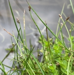 Eleocharis pusilla (Small Spike-rush) at Tinderry, NSW - 19 Feb 2024 by JaneR