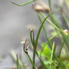 Eleocharis pusilla at Mt Holland - 19 Feb 2024 12:16 PM