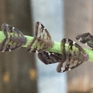 Scolypopa australis at Theodore, ACT - 20 Feb 2024