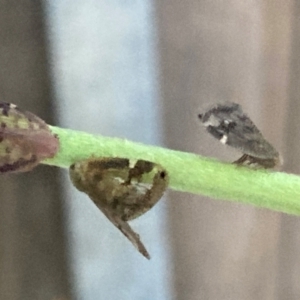 Scolypopa australis at Theodore, ACT - 20 Feb 2024