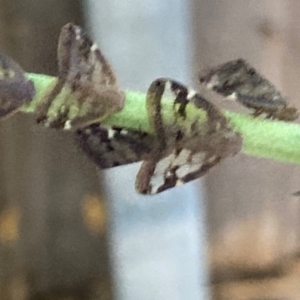 Scolypopa australis at Theodore, ACT - 20 Feb 2024