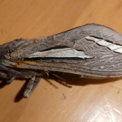 Abantiades magnificus (Magnificent Ghost Moth) at QPRC LGA - 17 Feb 2024 by arjay