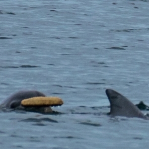 Tursiops truncatus at Port Lincoln, SA - 22 May 2018 02:32 PM