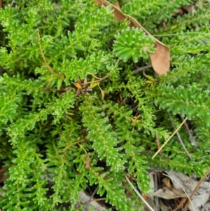 Grevillea lanigera at Mount Taylor - 19 Feb 2024 10:47 AM